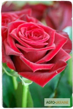 Продаем саженцы роз - фото № 8