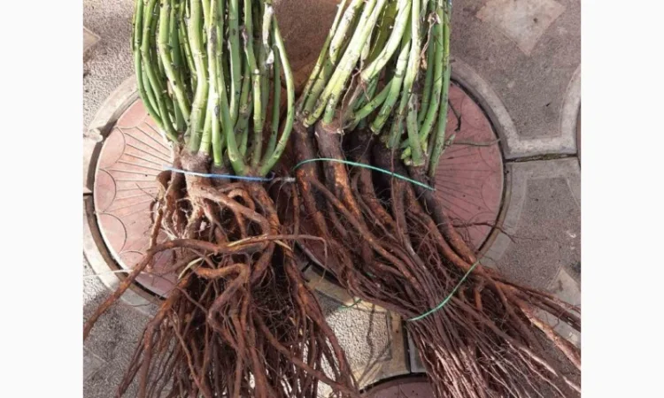 Приймаємо замовлення на сджанці троянд - фото № 1