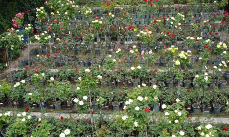 Саженцы роз, плетистые, бордюрные, парковые и штамбовые розы - фото № 2