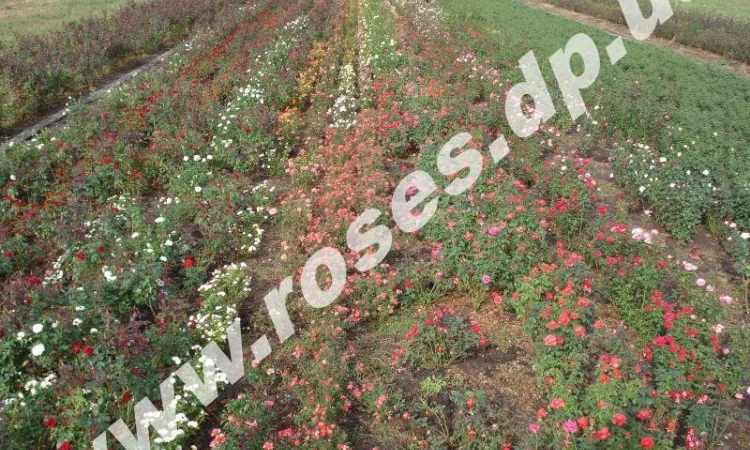 Саженцы роз, плетистые, бордюрные, парковые и штамбовые розы - фото № 1