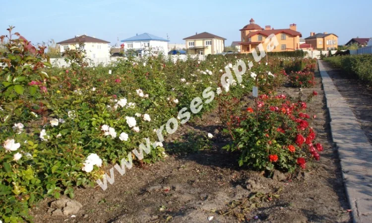 Саженцы роз, плетистые, бордюрные, парковые и штамбовые розы - фото № 5