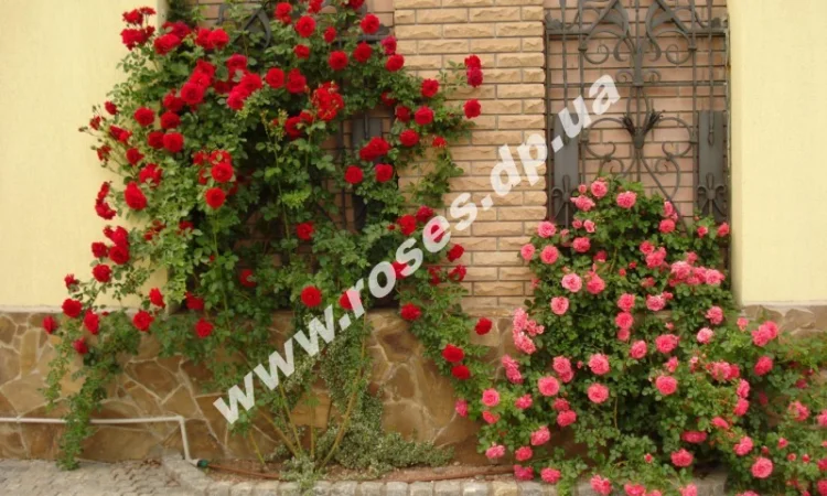 Плетистые розы - фото № 1