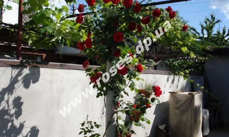 Плетистые розы - фото № 3