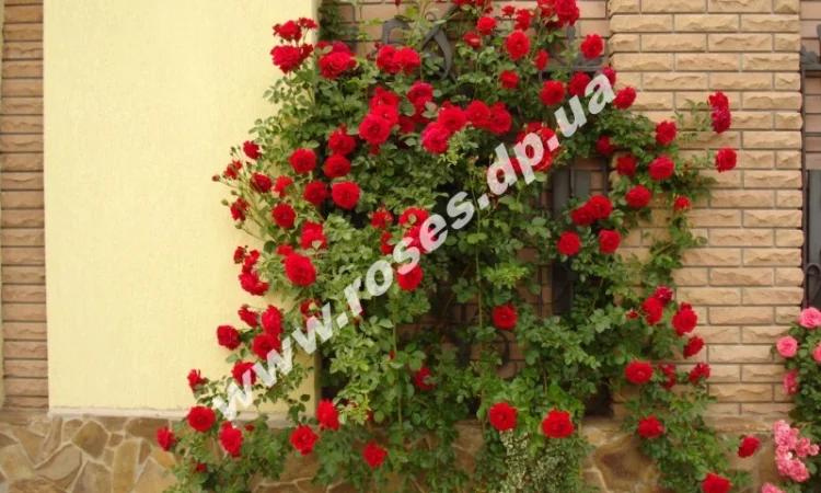 Плетистые розы - фото № 4