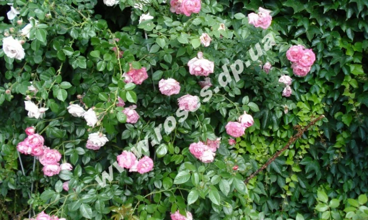 Плетистые розы - фото № 5