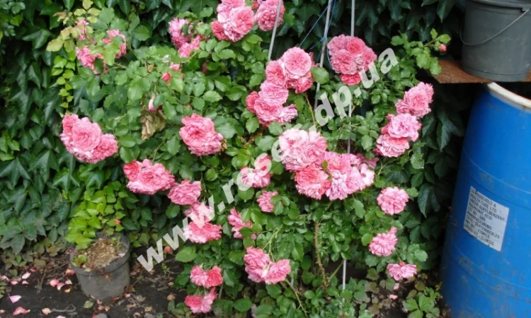 Плетистые розы - фото № 6