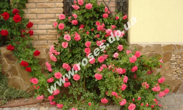 Плетистые розы - фото № 8