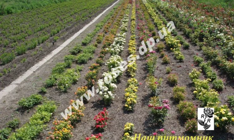 Саженцы штамбовых роз для озеленения участков - фото № 1