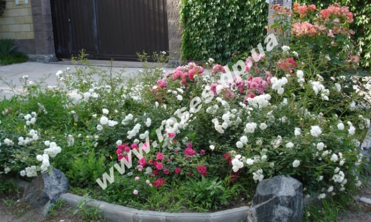 Саженцы роз для озелененич участков: штамбовые, плетистые, бордюрные, патио, спрей - фото № 1