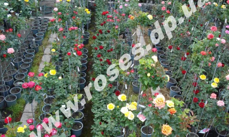 Саженцы роз для озелененич участков: штамбовые, плетистые, бордюрные, патио, спрей - фото № 3