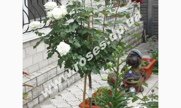 Саженцы роз для озелененич участков: штамбовые, плетистые, бордюрные, патио, спрей - фото № 4