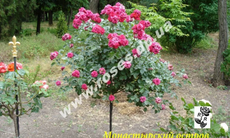 Саженцы роз для озелененич участков: штамбовые, плетистые, бордюрные, патио, спрей - фото № 5