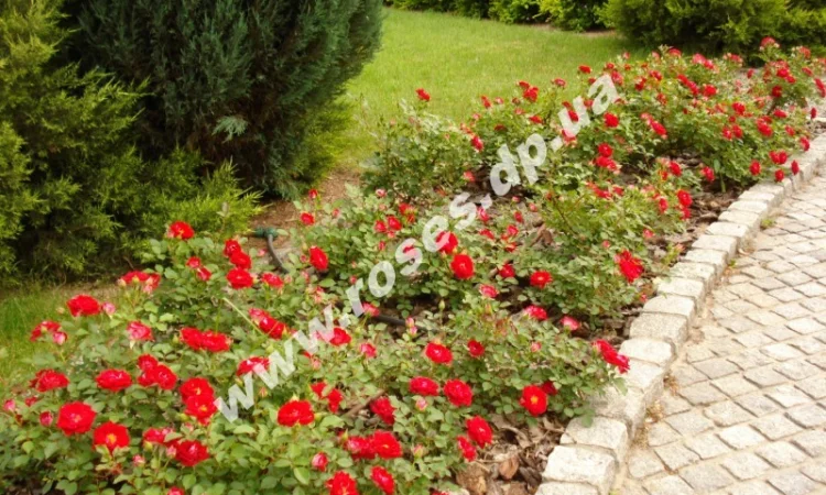 Бордюрные розы - фото № 1