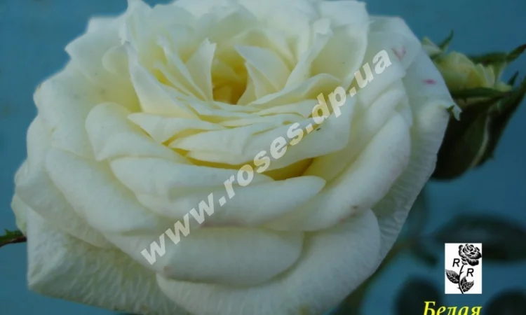 Бордюрные розы - фото № 11