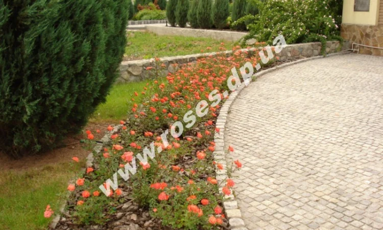 Бордюрные розы - фото № 2