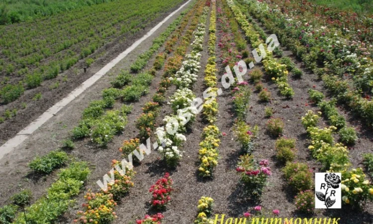 Бордюрные розы - фото № 4