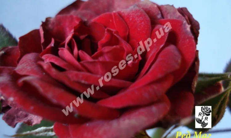 Бордюрные розы - фото № 5