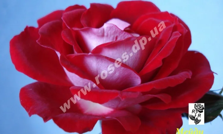 Бордюрные розы - фото № 6