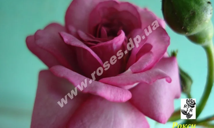 Бордюрные розы - фото № 7