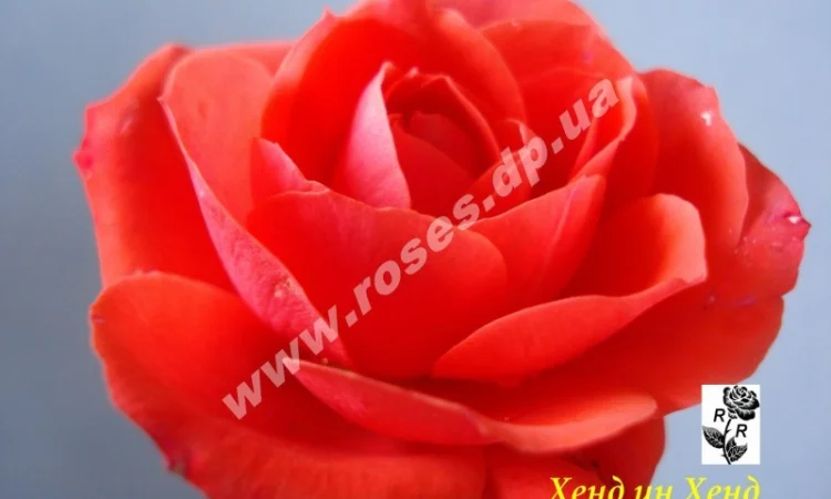 Бордюрные розы - фото № 8