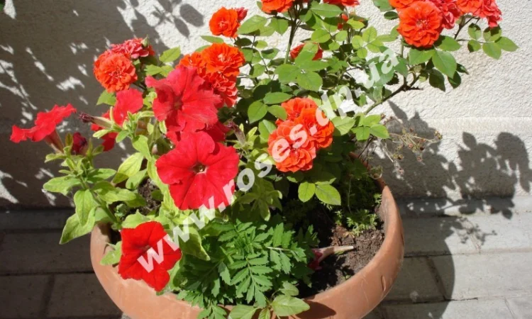 Бордюрные розы - фото № 9