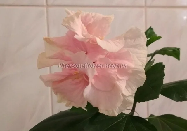 Гибискус комнатный персиковый махровый китайская роза - фото № 1