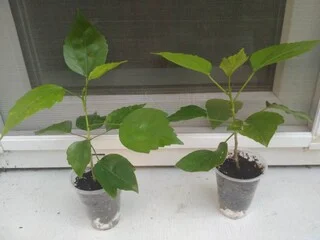 Гибискус комнатный персиковый махровый китайская роза - фото № 2