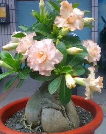 Адениум – роза пустыни - фото № 1