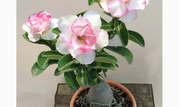 Адениум – роза пустыни - фото № 2