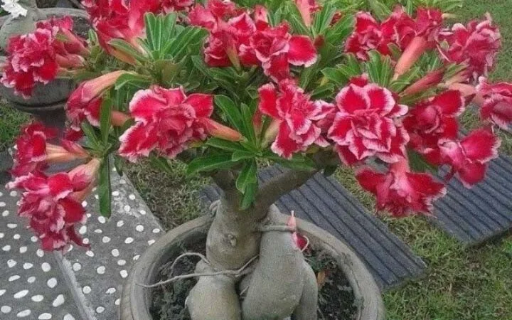 Адениум – роза пустыни - фото № 3