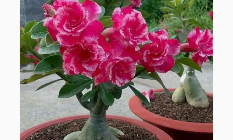 Адениум – роза пустыни - фото № 4