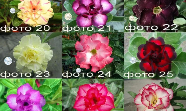 Адениум – роза пустыни - фото № 6