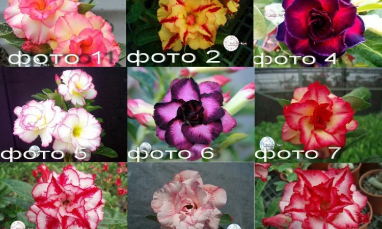 Адениум – роза пустыни - фото № 7