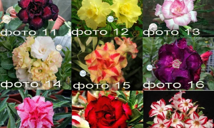 Адениум – роза пустыни - фото № 8