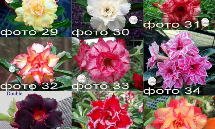 Адениум – роза пустыни - фото № 9