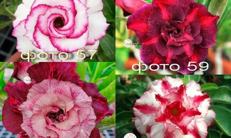 Адениум – роза пустыни - фото № 10