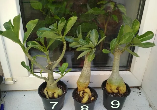 Адениум – роза пустыни - фото № 13