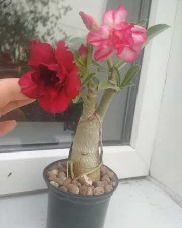 Адениум – роза пустыни - фото № 16