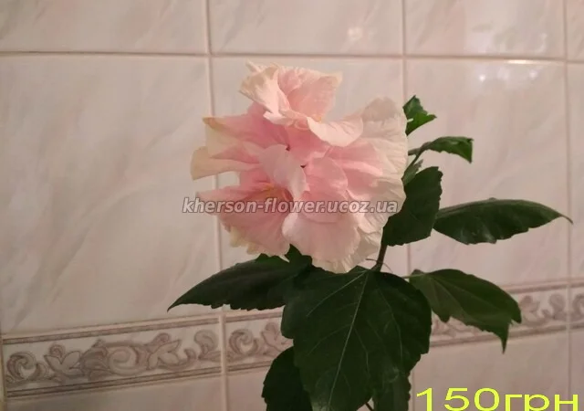 Продам гибискус комнатный пестролистный - гибискус Купера (китайская роза) - фото № 11