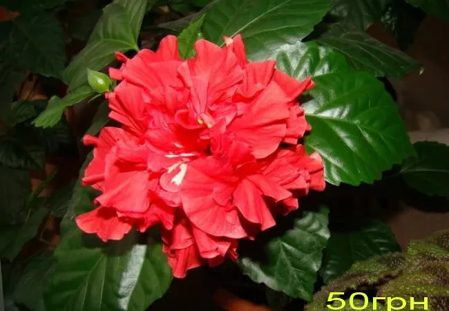 Продам гибискус комнатный пестролистный - гибискус Купера (китайская роза) - фото № 12