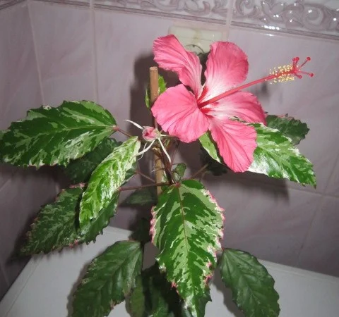 Продам гибискус комнатный пестролистный - гибискус Купера (китайская роза) - фото № 2