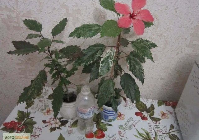 Продам гибискус комнатный пестролистный - гибискус Купера (китайская роза) - фото № 3