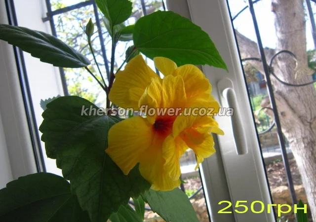 Продам гибискус комнатный красный махровый (китайская роза) - фото № 3