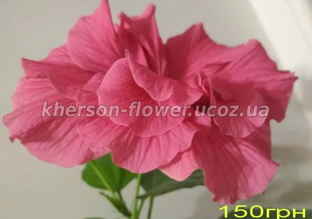 Продам гибискус комнатный красный махровый (китайская роза) - фото № 4