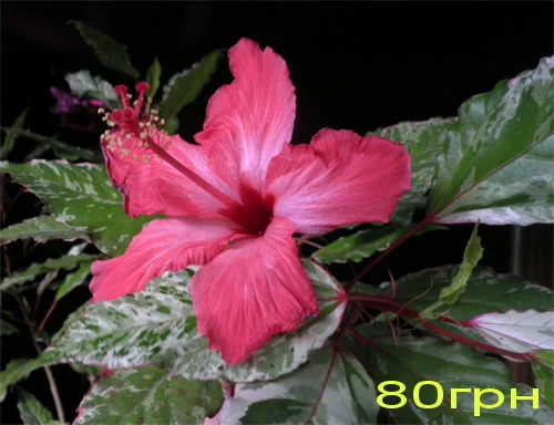 Продам гибискус комнатный красный махровый (китайская роза) - фото № 6