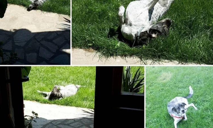 Газон. Український універсальний газон "весела трава" - фото № 2