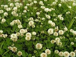 Семена клевера белого - фото № 1