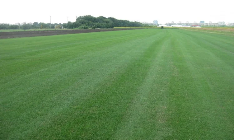 Рулонний газон Партерний - фото № 1