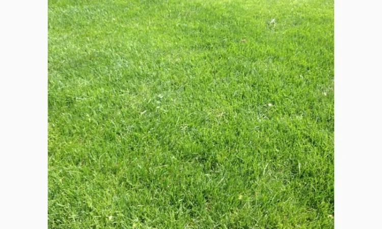 Рулонний газон Партерний - фото № 2