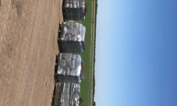 Рулонний газон Спортивний - фото № 2